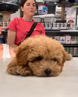 Cuccioli di barbone nano
