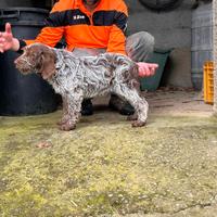 Cucciola spinone italiano