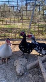 Coppia di Anatre Mute