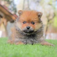 Volpino di Pomerania Fulvo