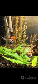 Guppy giovani