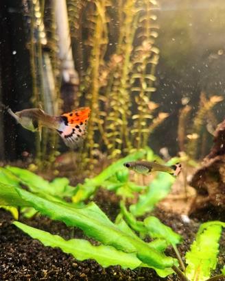 Guppy giovani