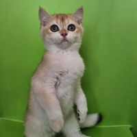 British Shorthair golden femmina pedigree italiano