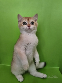British Shorthair golden femmina pedigree italiano