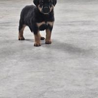 Cuccioli maschi Rottweiler