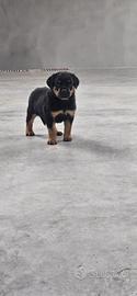 Cuccioli maschi Rottweiler