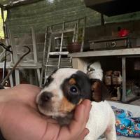 Cuccioli jack russel