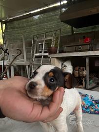 Cuccioli jack russel
