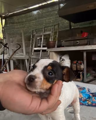 Cuccioli jack russel