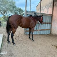 Cavallo puledra P.S.I