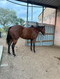 Cavallo puledra P.S.I