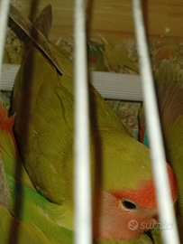 Inseparabili cannella