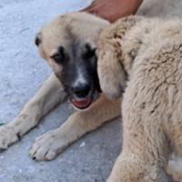 Cani pastore kangal x abruzzese