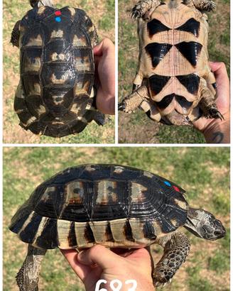 Maschio Testudo marginata sarda tartaruga terra