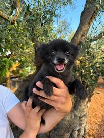Spitz di Pomerania