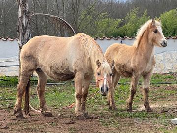 Cavalla avellinese gravida e con puledro doc ok