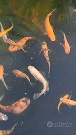 Medaka tricolori lamé