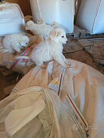 Cuccioli di pastore abruzzese