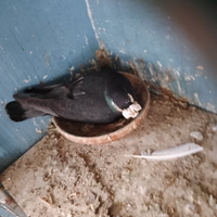 Piccioni viaggiatori italiani