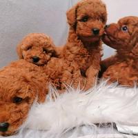 Barbone nano fulvo