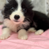 Border collie