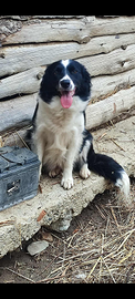 Border collie