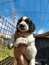Cuccioli di cocker spaniel inglese working
