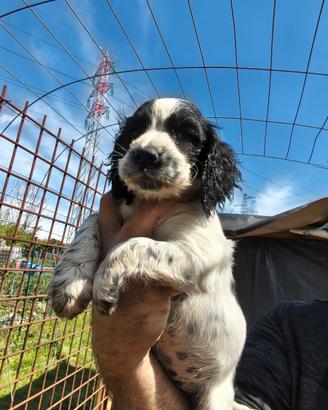 Cuccioli di cocker spaniel inglese working