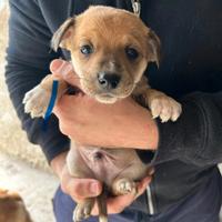 Cuccioli di volpino pincher mix