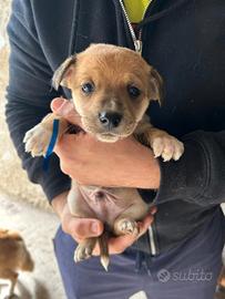 Cuccioli di volpino pincher mix