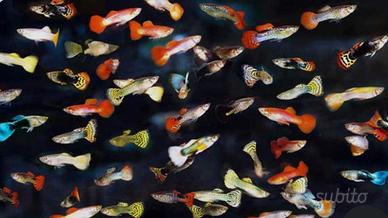 Pesci guppy puri