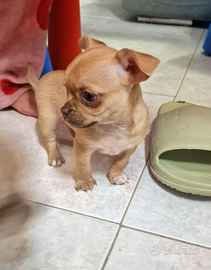 Bellisimo cucciolo di chihuahua