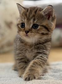 Cuccioli di british shorthair