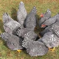 Ovaiole barred rock allevati a terra