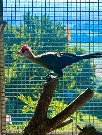 Turaco cresta rossa