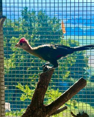 Turaco cresta rossa