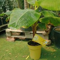 banano nano musa dwarf Cavendish delle Canarie 