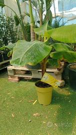 banano nano musa dwarf Cavendish delle Canarie 