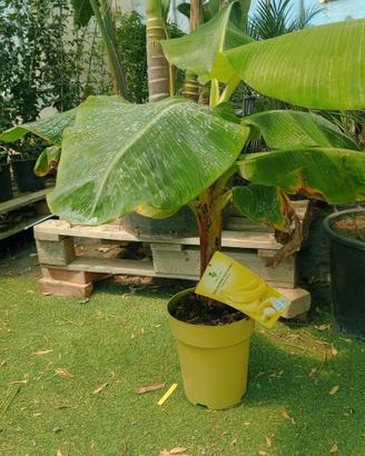 banano nano musa dwarf Cavendish delle Canarie 