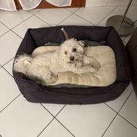 Cucciolo Maltese