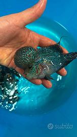 Flowerhorn classe A+ selezione thay