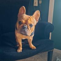 Bulldog francese