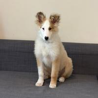 Cucciolo pastore scozzese