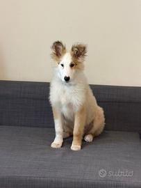 Cucciolo pastore scozzese