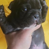 Bulldog francese cucciolo