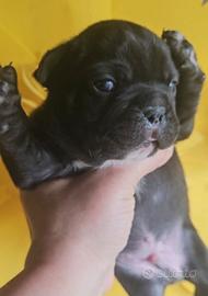 Bulldog francese cucciolo