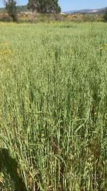 Fieno di avena