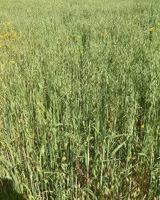 Fieno di avena