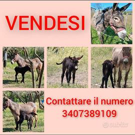 Coppia asini