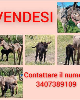 Coppia asini